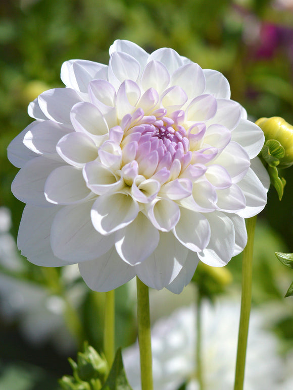 Dahlia Eveline bollen en knollen kopen