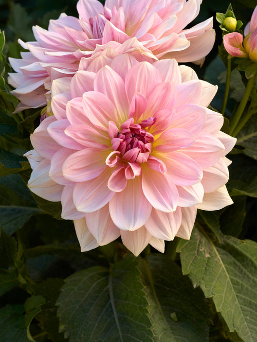 Decoratieve Dahlia Fairway Pilot in blushroze tinten