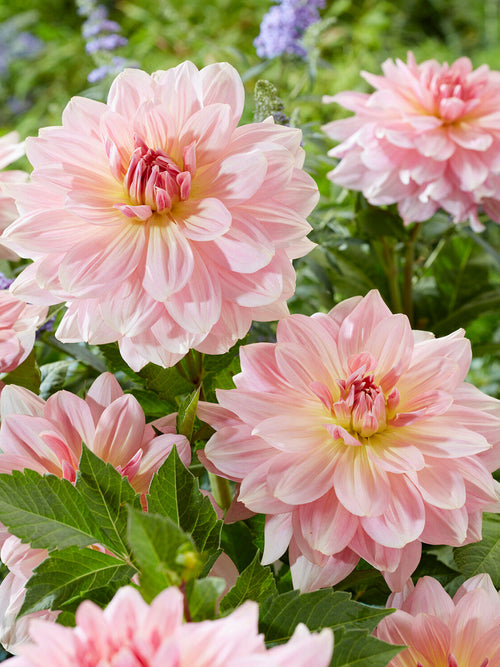 Zachtroze Dahlia Fairway Pilot in volle bloei