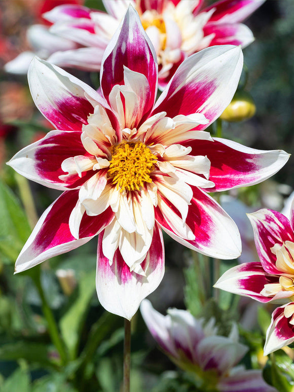 Dahlia Fashion Monger dahliaknollen bestellen
