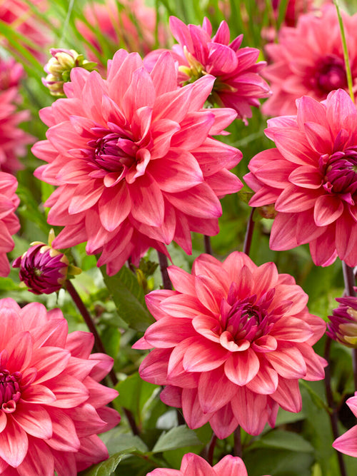 Dahlia Feline Yvonne kopen