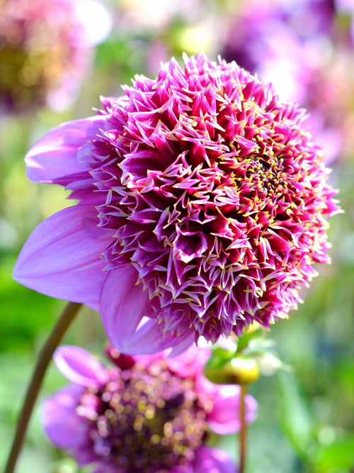 Dahlia Fenna Baaij knollen en bollen