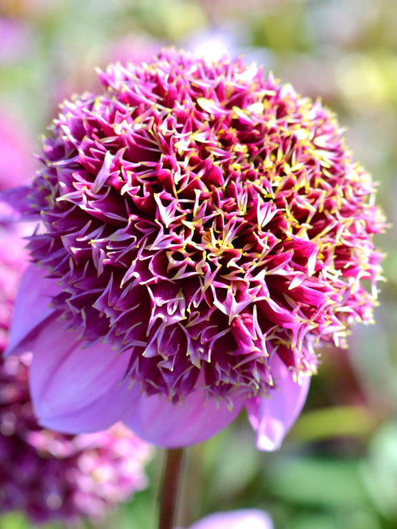 Dahlia bollen bestellen Fenna Baaij