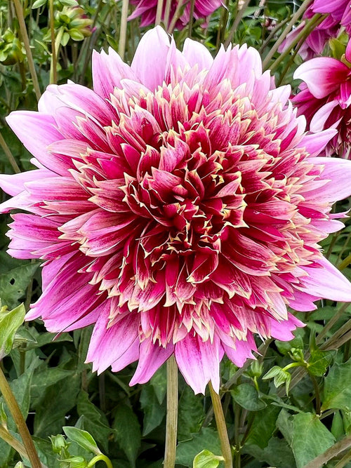 Dahlia Fenna Baaij dahliaknollen bestellen