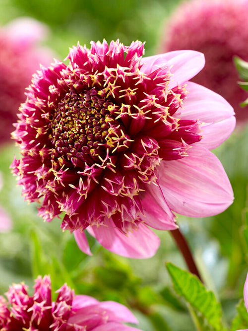 Dahlia Fenna Baaij kopen online