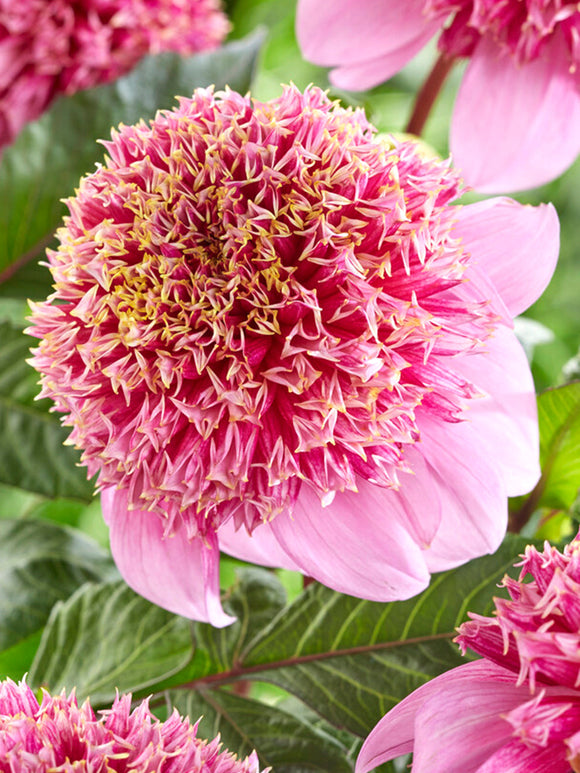 Dahlia Fenna Baaij - Dahlias bestellen