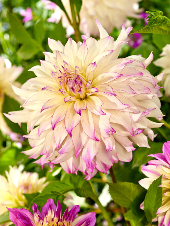 Dahlia Ferncliff Illusion bestellen