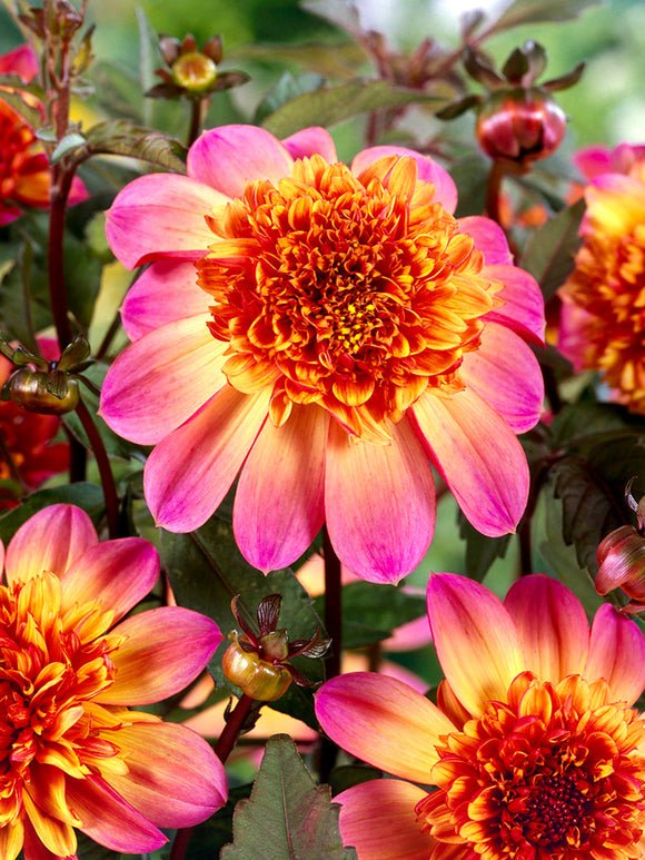 Close up van Dahlia Floorinoor bloem met contrast tussen stralend roze buitenste bloemblaadjes en diep oranje rood koepelvormig centrum