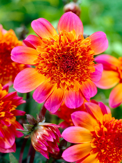 Dahlia Floorinoor anemoondahlia met grote magentaroze buitenste bloemblaadjes en dicht koepelvormig koperoranje centrum in volle bloei in zomerborder