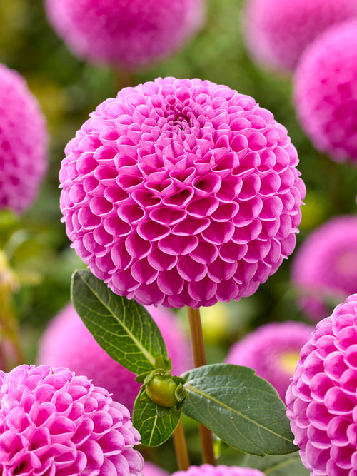 Dahlia Franz Kafka pompondahlia met vrijwel perfecte bolvormige bloemen in diep roze en donkergroen blad in zomerborder
