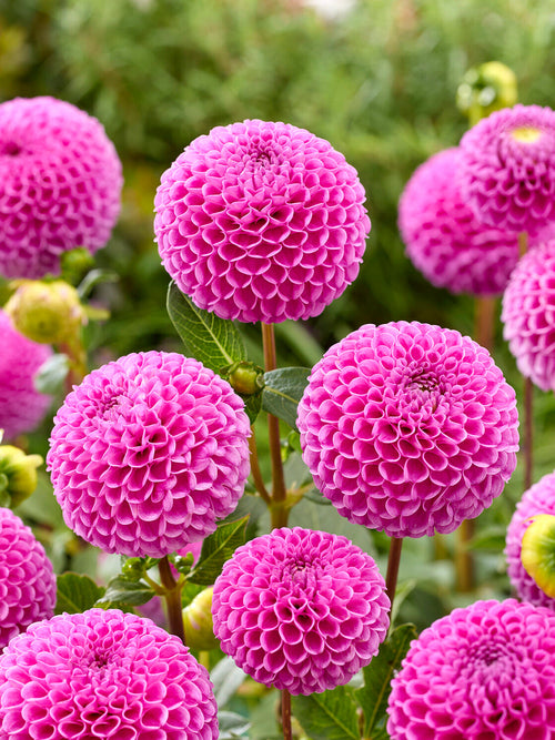 Close up van Dahlia Franz Kafka bloem met dicht gevulde bolvormige bloemen in warm roze met lichte lila ondertoon