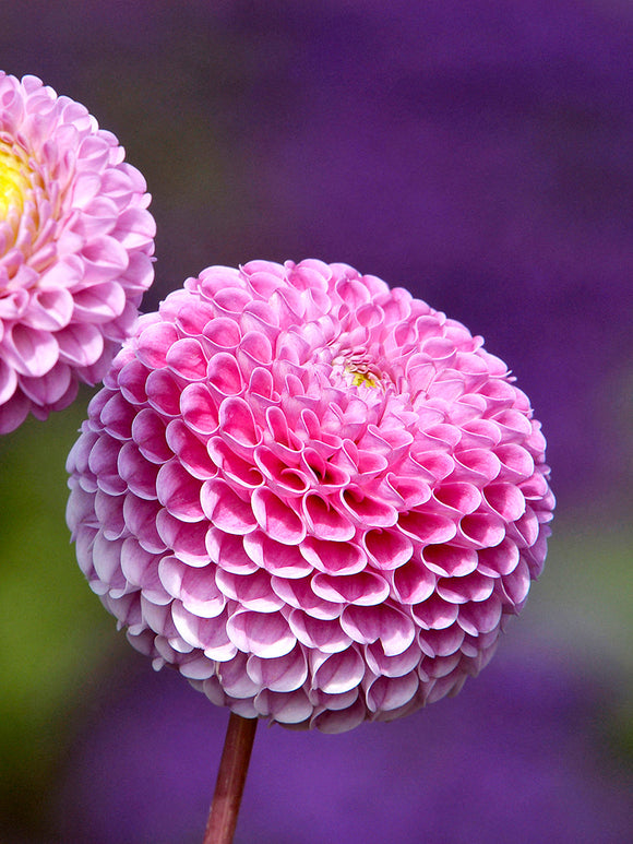 Koop Dahlia Franz Kafka knollen online pompondahlia met diep roze bolvormige bloemen voor border en snijbloemen