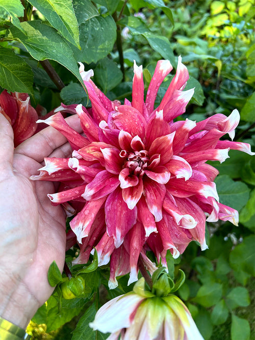 Dahlia Frost Nip geteeld uit knol met reusachtige frambozenroze bloemen met witte tips bloeiend van midden zomer tot eerste herfstvorst