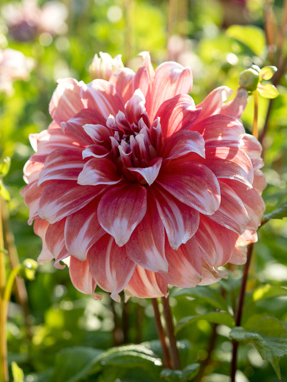 Dinnerplate dahlia Frost Nip in volle bloei met grote roze en witte bloemen op donkere stelen als indrukwekkende snijbloem in zomertuin