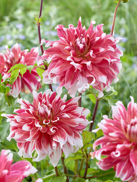 Dinnerplate dahlia Frost Nip in volle bloei met grote roze en witte bloemen op donkere stelen als indrukwekkende snijbloem in zomertuin