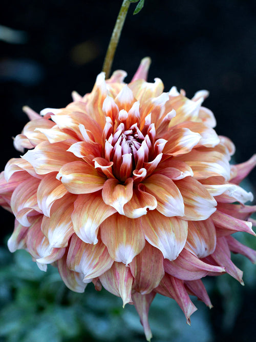 Close up van Dahlia Frost Nip bloem met breed frambozenroze bloemblaadjes elk individueel afgetekend met koele witte rand tot 25 centimeter doorsnede
