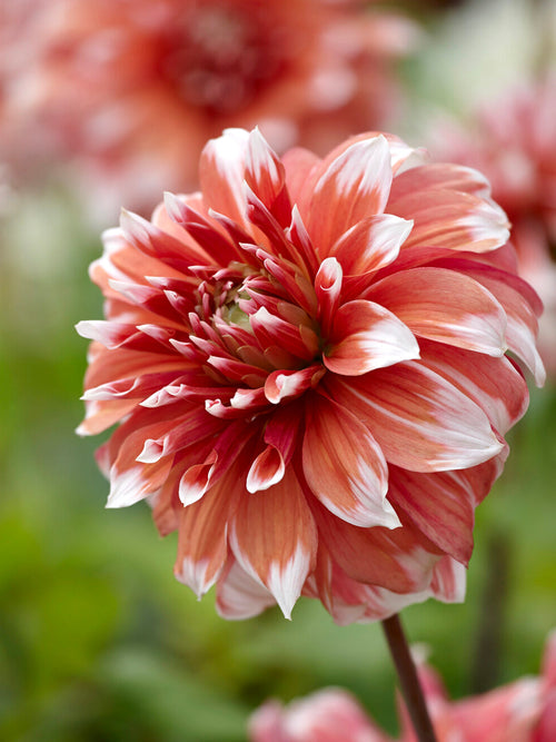 Dahlia Frost Nip decoratieve dinnerplate dahlia met enorme frambozenroze bloemen met ijswitte randen op donker pruimkleurige stelen in zomerborder