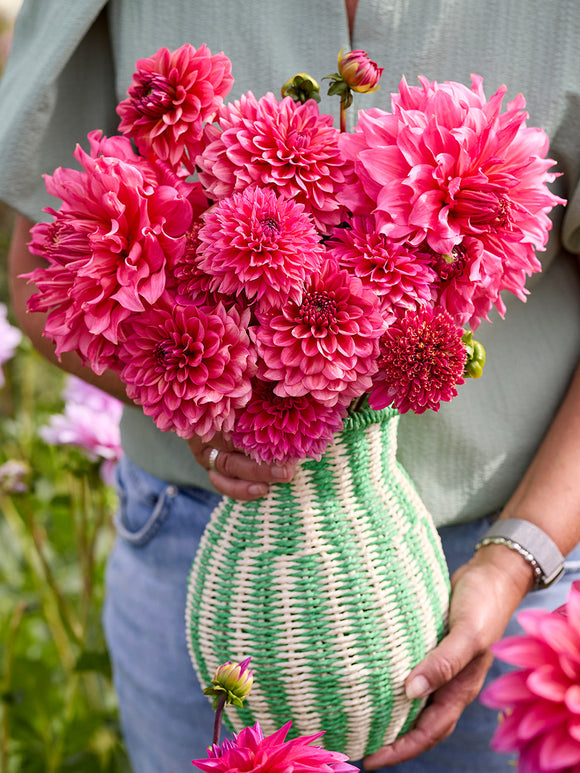 Dahliaknollen kopen - Dahlia Collectie