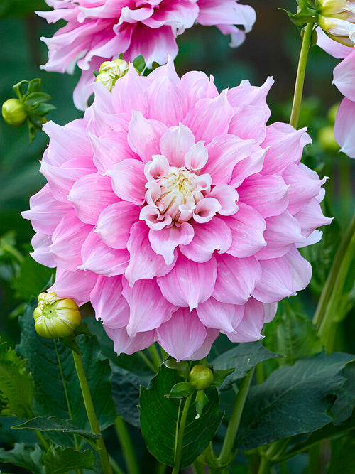 Dahlia Gitts Perfection - Dahliaknollen