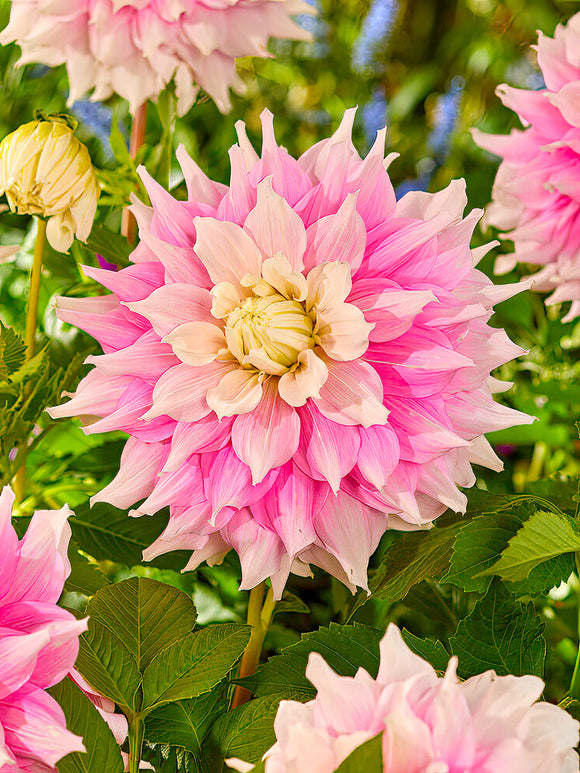 Dahlia Gitts Perfection Dahliaknollen kopen