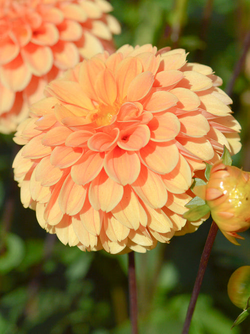 Dahlia Golden Scepter bollen