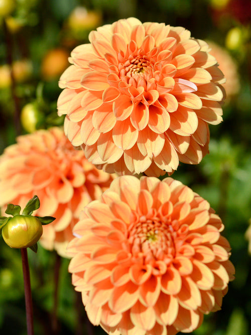Dahlia Golden Scepter bestellen