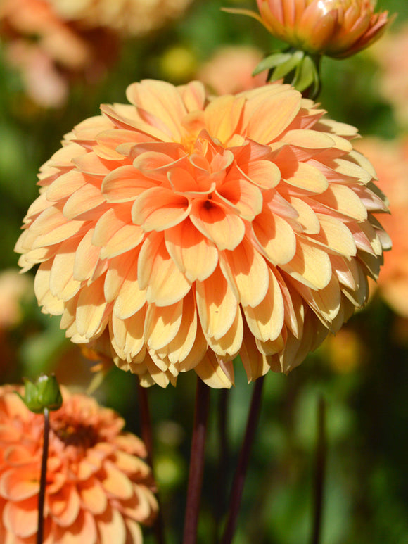 Dahlia Golden Scepter kopen