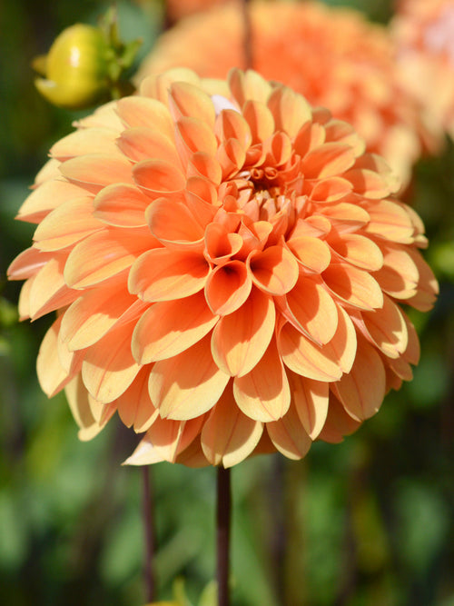 Dahlia Golden Scepter dahliaknollen bestellen