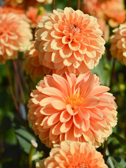 Dahlia bollen Golden Scepter