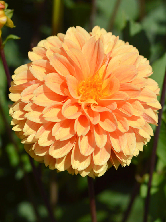 Dahlia Golden Scepter online bestellen