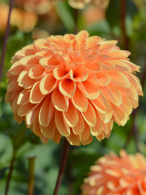 Dahlias Golden Scepter bestellen