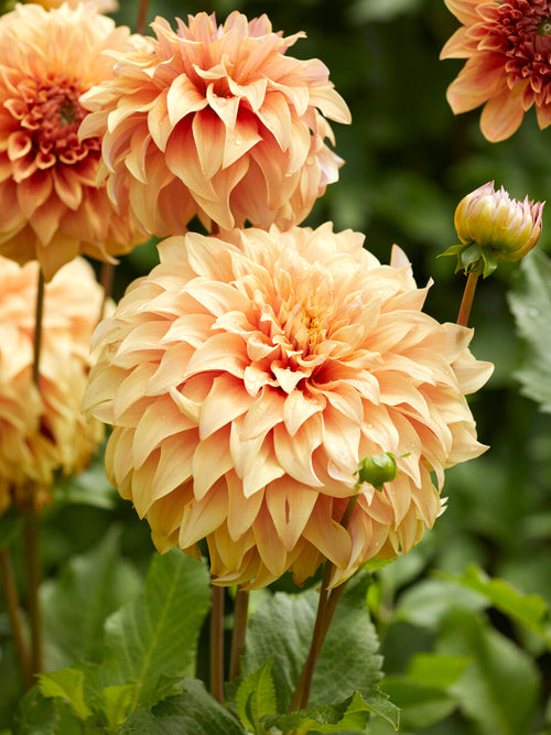 Dahlia Great Hercules met grote gevulde bloemen op stevige stelen