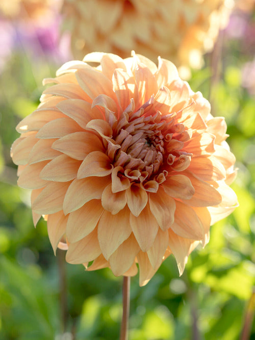 Close-up van Dahlia Great Hercules met enorme decoratieve bloem