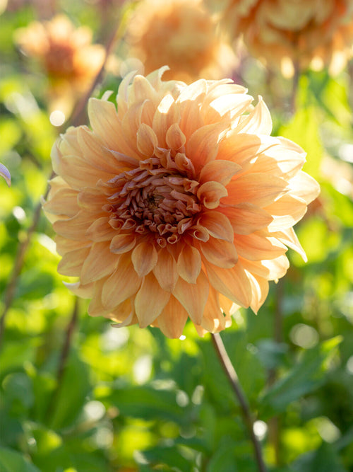 Dahlia Great Hercules met warme perzik- en botergele tinten