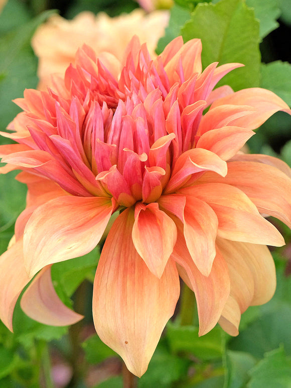 Reuzendahlia Great Hercules met gevulde abrikooskleurige bloem