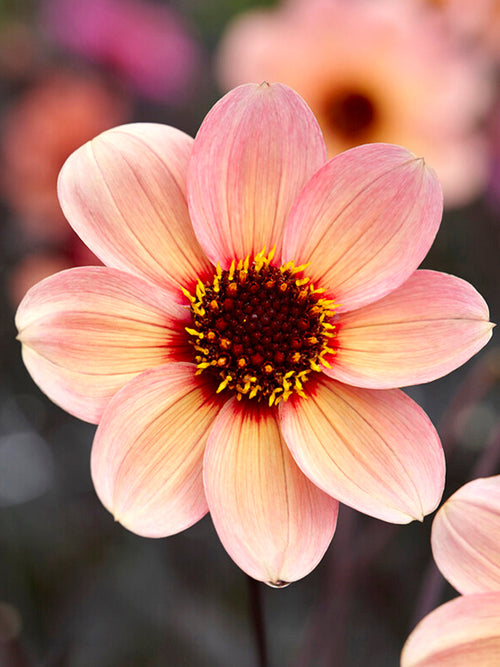 Bestellen Dahlia HS Kiss