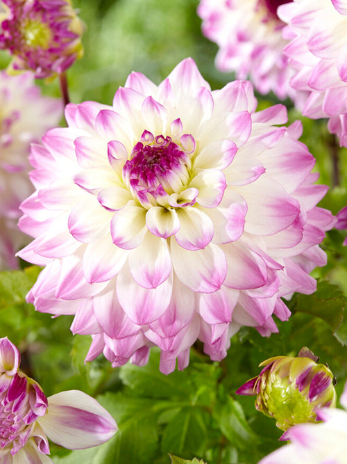 Dahlia Hapet Blue Eyes bestellen