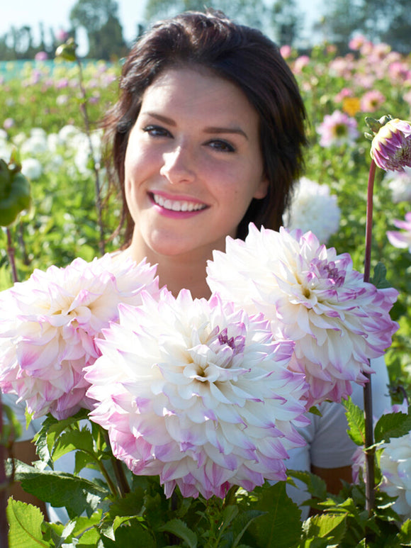 Dahlia Hapet Blue Eyes Dahliabollen en knollen