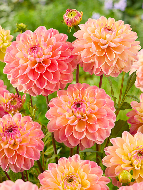 Dahlia Hapet Pastel - Dahliaknollen bestellen