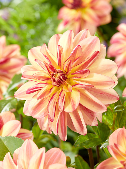 Close-up van Dahlia Happy Butterfly met goudgeel hart
