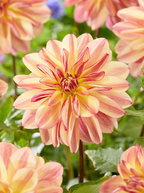 Bijvriendelijke Dahlia Happy Butterfly in volle bloei