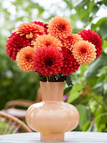 Dahlia Harvest Sunset Collectie