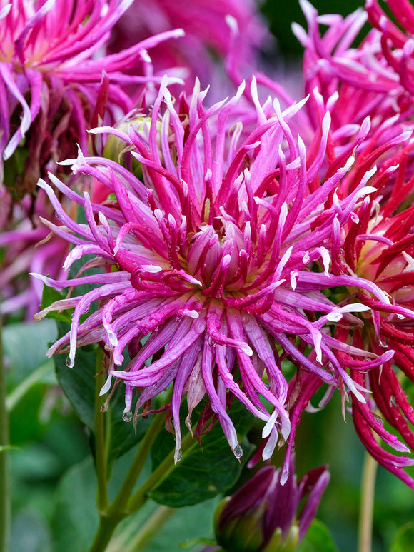 Dahlia Hollyhill Spiderwoman met opvallende magenta bloemen