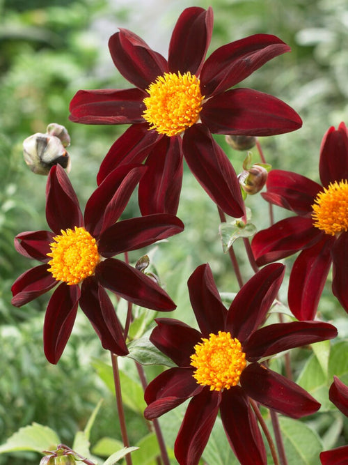Zwarte Honka Dahlia