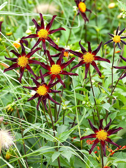 Dahlias Zwarte Honka bestellen
