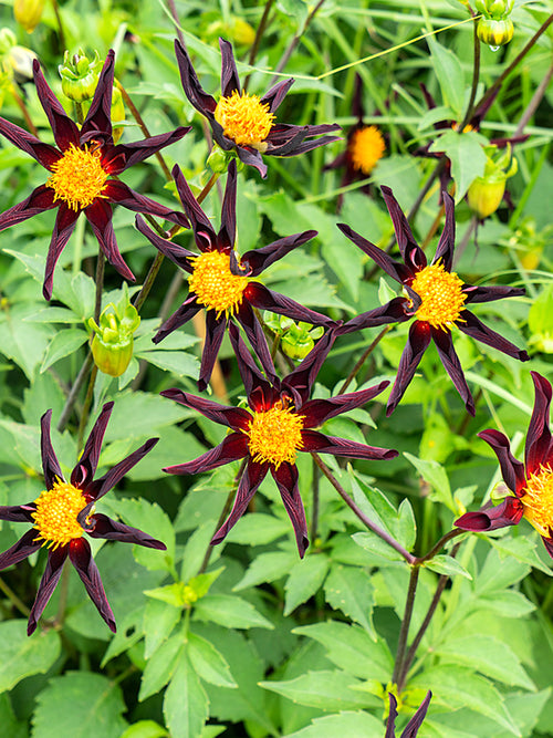 Zwarte kleine dahlias met een geel center bestellen - Honka Zwart