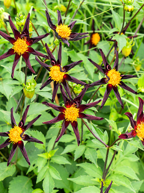 Zwarte kleine dahlias met een geel center bestellen - Honka Zwart