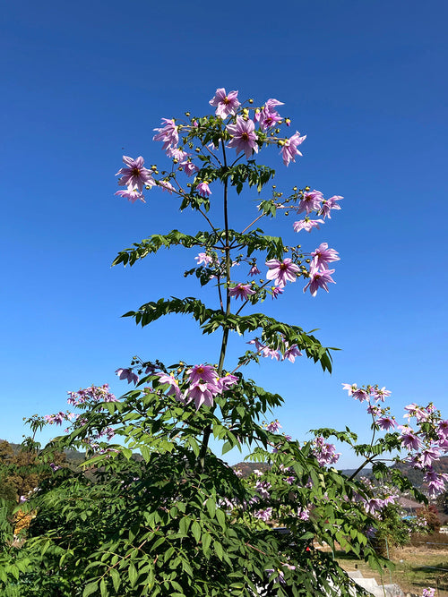 Hoge Dahlia Imperialis in bloei in de herfsttuin