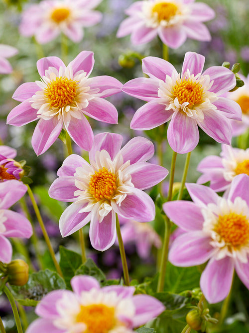Close-up van Dahlia Impression Famoso met roze en witte bloemblaadjes