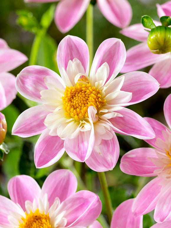 Bijvriendelijke Dahlia Impression Famoso in volle bloei